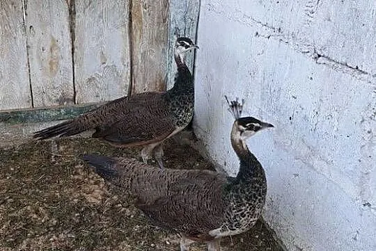 Sprzedam pawie indyjskie, Wielkopolskie, Czajków