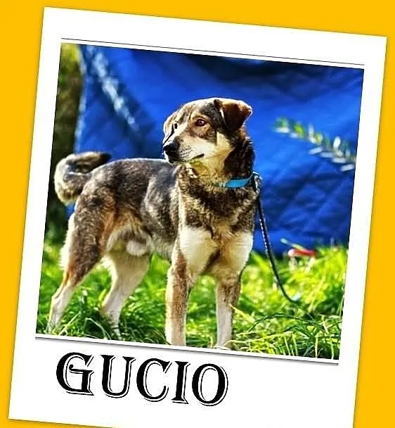 GUCIO-duży 20kg,młody,przyjazny,wilczasty pies,czi