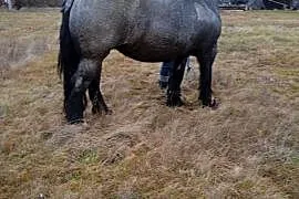 Sprzedam klacz zimnokrwistą