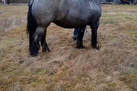 Sprzedam klacz zimnokrwistą