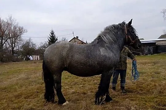 Sprzedam klacz zimnokrwistą, Mazowieckie, Glinianka