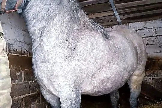 Sprzedam klacz zimnokrwistą, Mazowieckie, Glinianka
