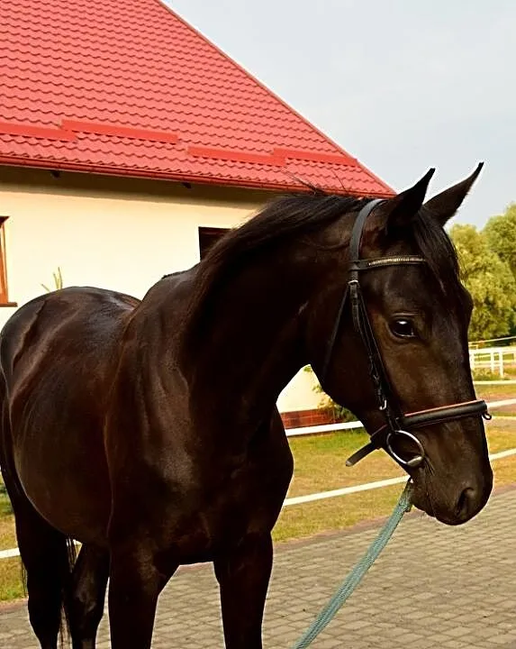 Sprzedam ogiera trakeńskiego, ,