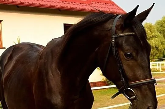 Sprzedam ogiera trakeńskiego, , 