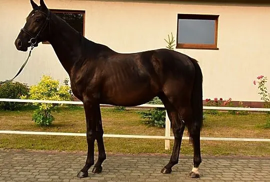Sprzedam ogiera trakeńskiego, , 