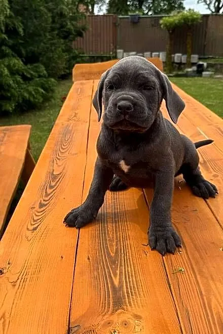 Cane Corso, Kujawsko-pomorskie, Mogilno