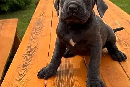 Cane Corso, Kujawsko-pomorskie, Mogilno