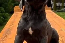 Cane Corso, Kujawsko-pomorskie, Mogilno