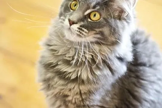 Niebieska koteczka rasy Maine Coon, Royal Cats Lil