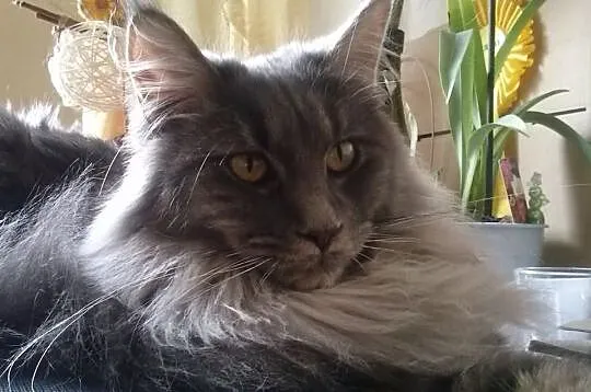 Niebieska koteczka rasy Maine Coon, Royal Cats Lil