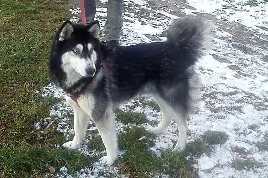 3-letni HUSKY szuka domu