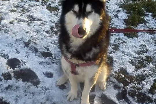 3-letni HUSKY szuka domu