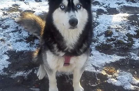 3-letni HUSKY szuka domu
