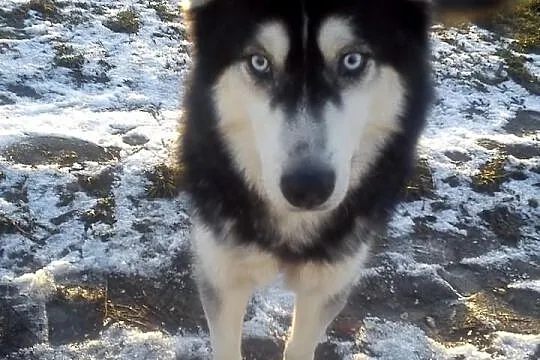3-letni HUSKY szuka domu