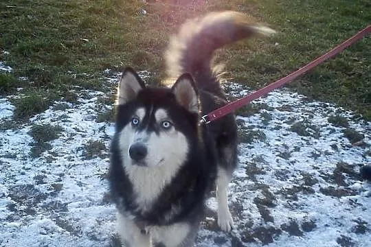 3-letni HUSKY szuka domu