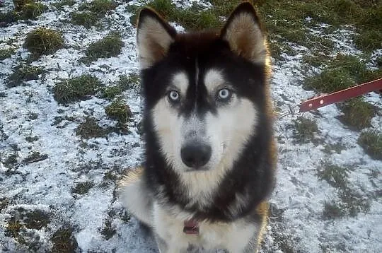 3-letni HUSKY szuka domu