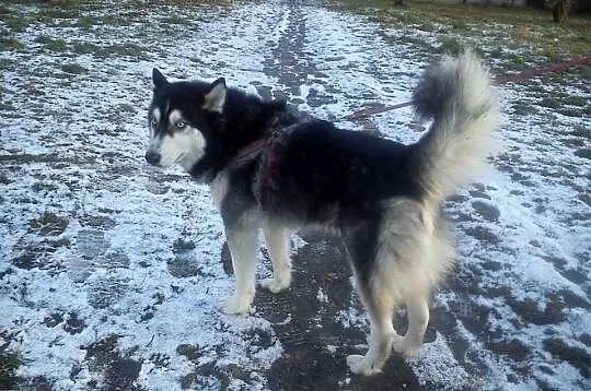 3-letni HUSKY szuka domu