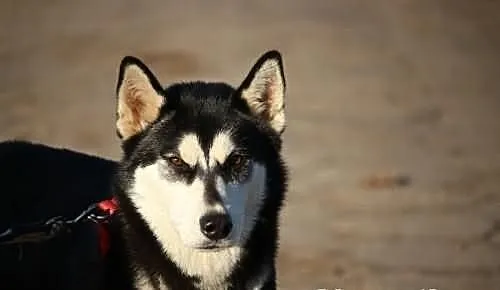 Nana - piekna suczka husky