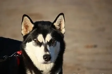 Nana - piekna suczka husky