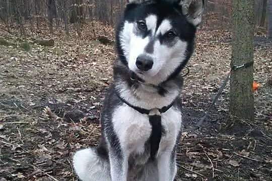 Nana - piekna suczka husky