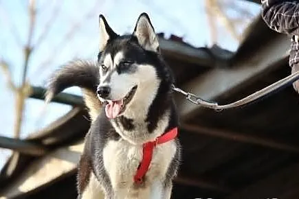 Nana - piekna suczka husky
