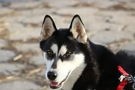 Nana - piekna suczka husky