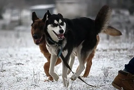 Nana - piekna suczka husky