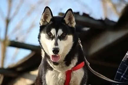 Nana - piekna suczka husky
