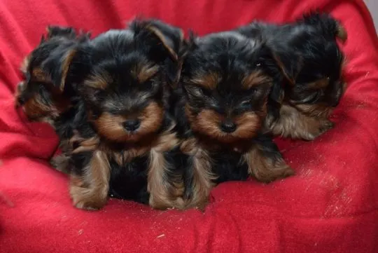 Urocze szczenięta yorkshire terrier do adopcji e-mail:.. {{amandinelisa01@gmail.com}}