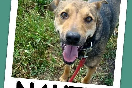 Delikatna,grzeczna,przekochana suczka NAVTI, 16 kg, 1,5 roku.Adopcja.,  małopolskie Kraków