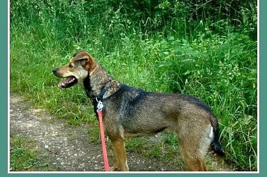 Delikatna,grzeczna,przekochana suczka NAVTI, 16 kg