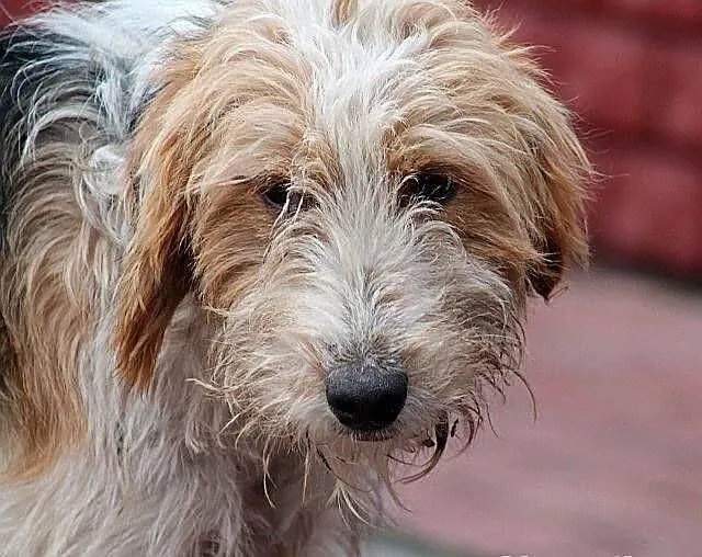 FIGARO - piękny foksterrier do adopcji