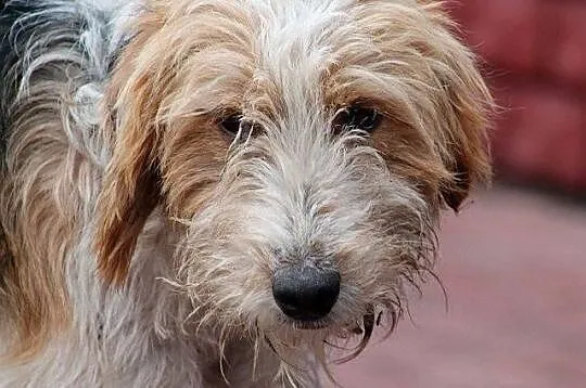 FIGARO - piękny foksterrier do adopcji