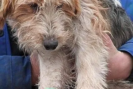 FIGARO - piękny foksterrier do adopcji