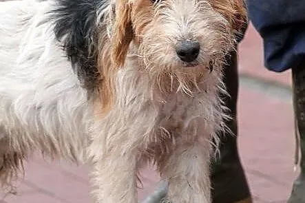 FIGARO - piękny foksterrier do adopcji