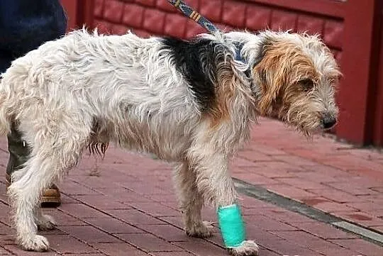 FIGARO - piękny foksterrier do adopcji