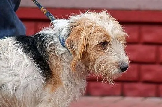 FIGARO - piękny foksterrier do adopcji