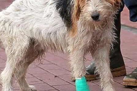 FIGARO - piękny foksterrier do adopcji