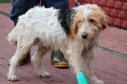 FIGARO - piękny foksterrier do adopcji