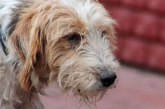FIGARO - piękny foksterrier do adopcji