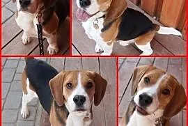 Wspaniały pies beagle REKSIO szuka domu,  Beagle c, cała Polska