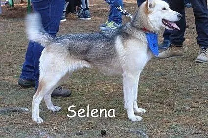 Sunia prawie HUSKY szuka domu :),  podlaskie Augustów