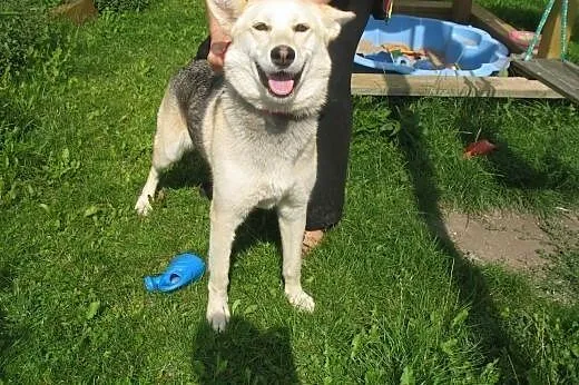 Sunia prawie HUSKY szuka domu :),  podlaskie Augus