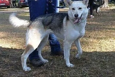Sunia prawie HUSKY szuka domu :),  podlaskie Augus