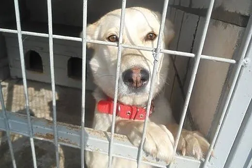 Sunia prawie HUSKY szuka domu :),  podlaskie Augus