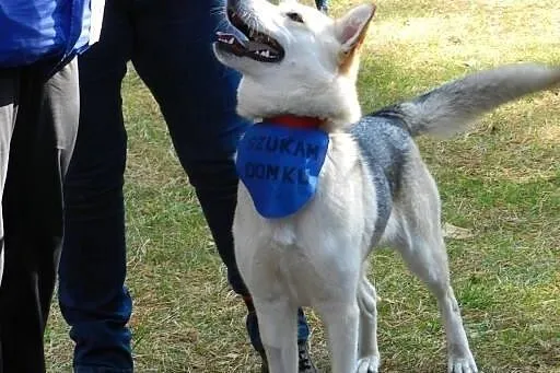 Sunia prawie HUSKY szuka domu :),  podlaskie Augus