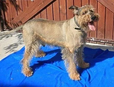 HAROLD - piękny psiak w typie airdale terrier do a