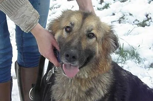 Sara - Przylepka w typie ONka szuka domu,  Kundelk