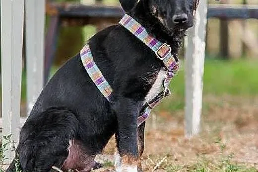 POLO - 6 kg  BEZTROSKIEGO dzieciaka do adopcji,  m