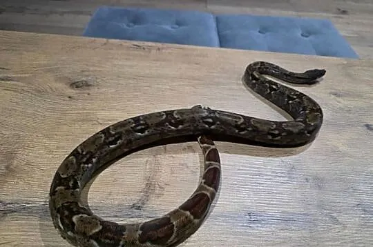 Boa dusiciel, Lubuskie, Żary